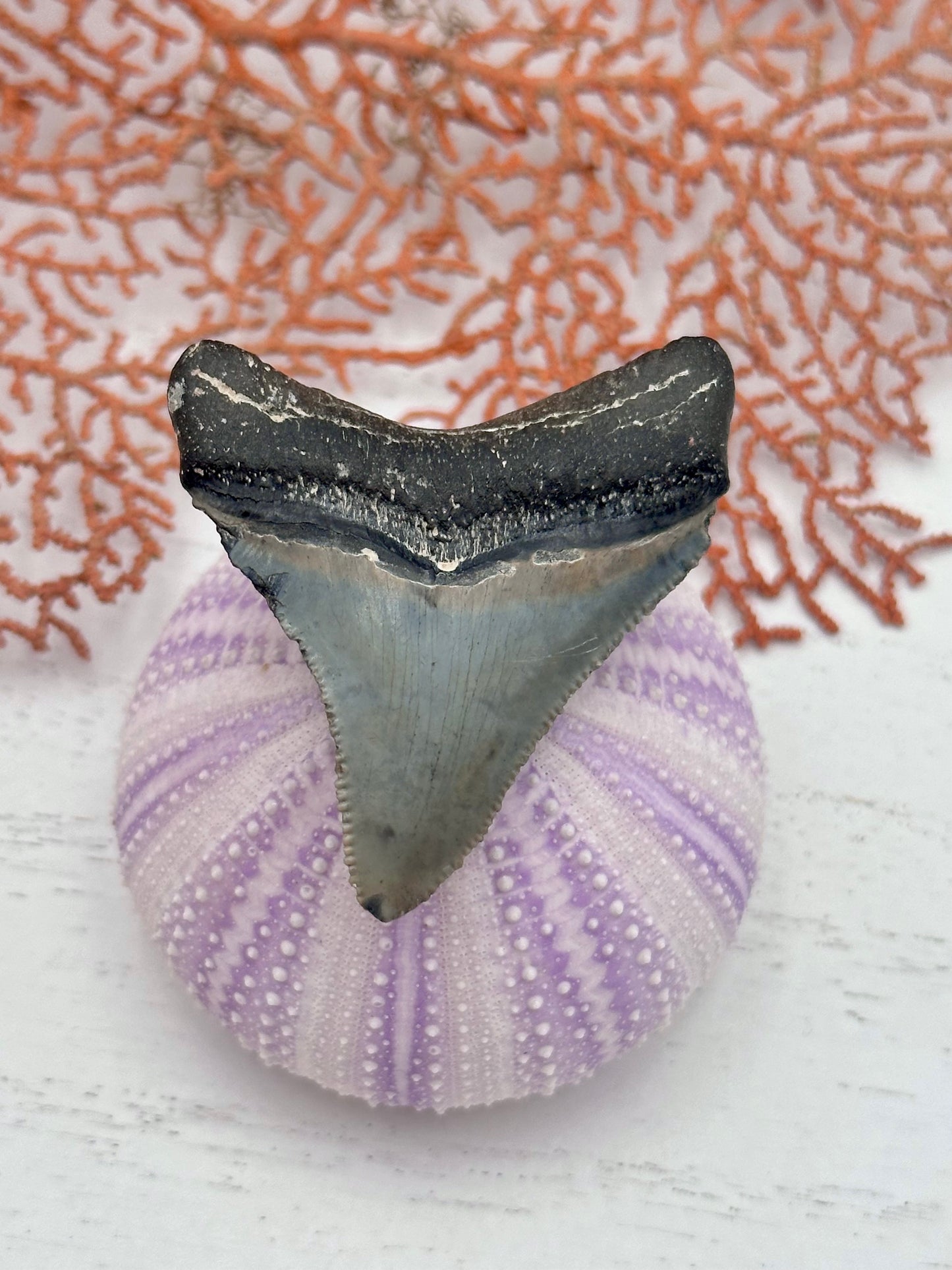 1.93” Fossil Megalodon — Venice, Florida