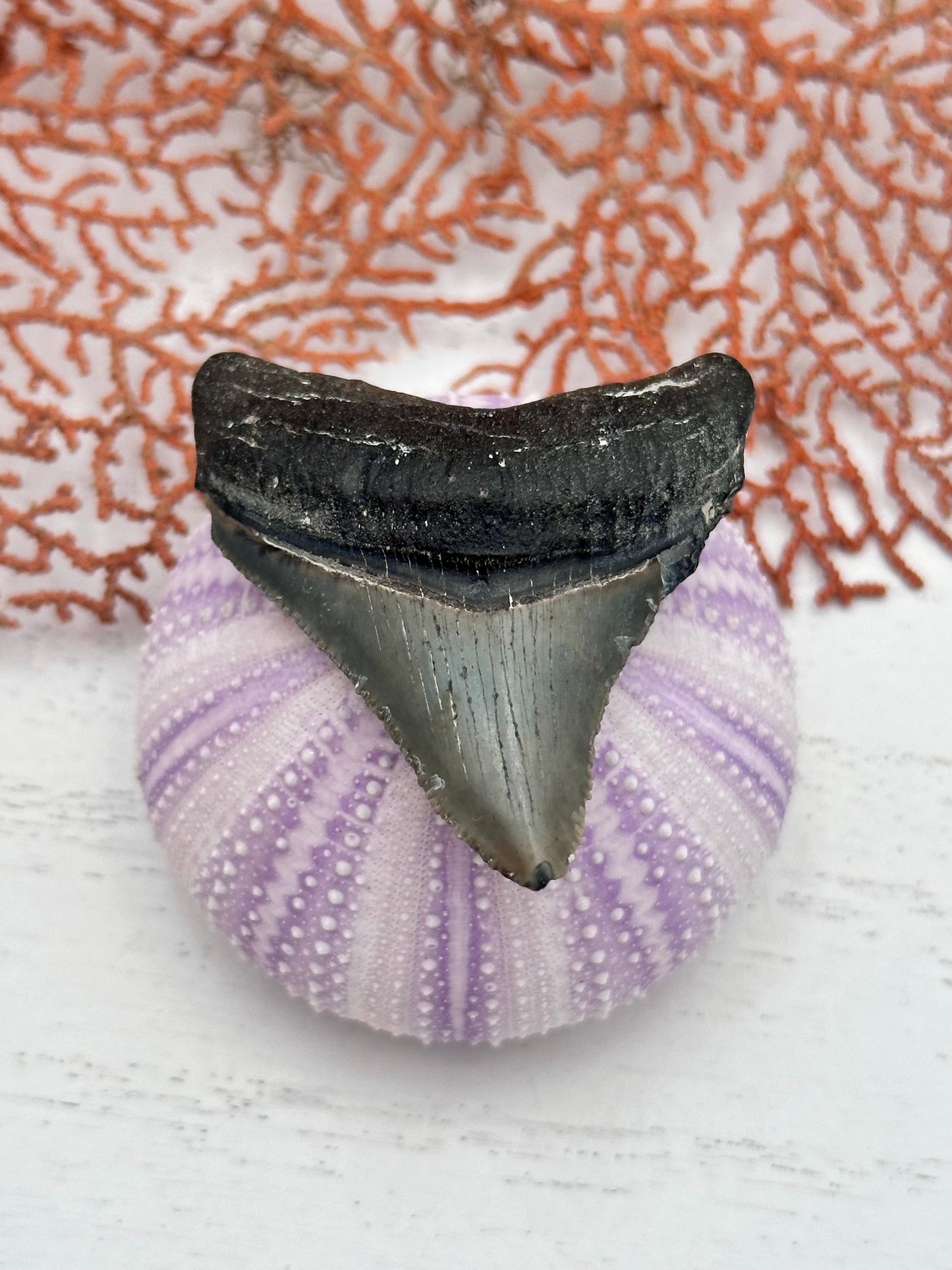 1.93” Fossil Megalodon — Venice, Florida