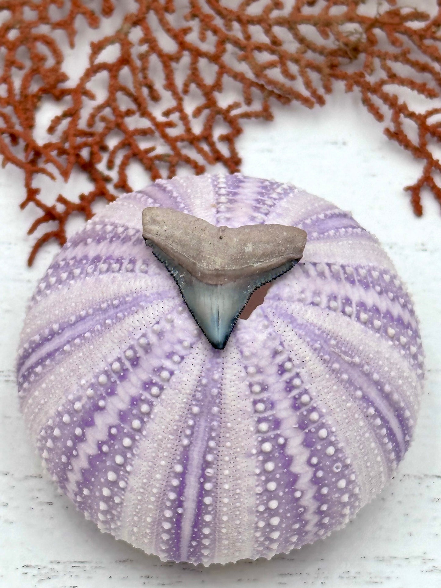 0.83” Fossil Bull Shark Tooth— Polk County, Florida